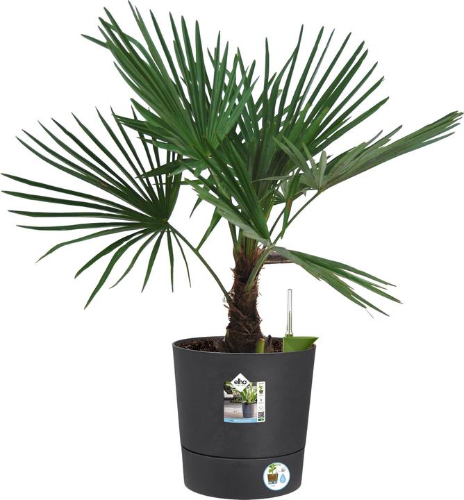 Image du produit Elho Bol à fleurs (35 cm)