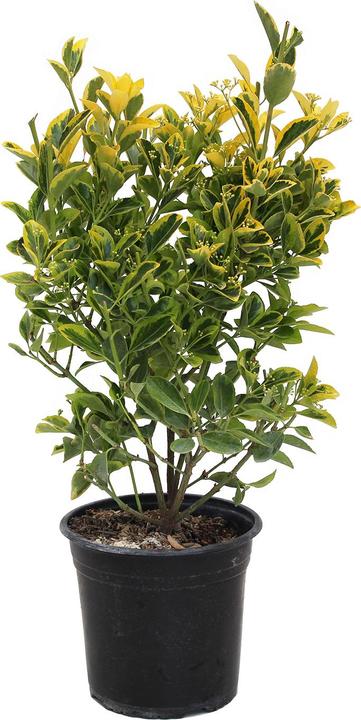 Immagine prodotto Zulauf Japanischer Spindelstrauch / Euonymus j. 'Aureomarginatus' (50 cm)
