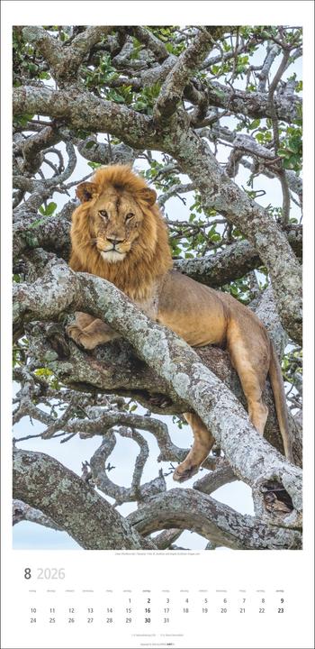 Produktbild Big Cats Kalender 2026 (33 x 68 cm)