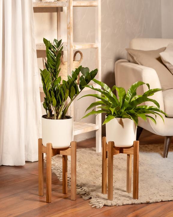 Image du produit feey Glücksfeder (35 cm, Fraîchement rempotés)