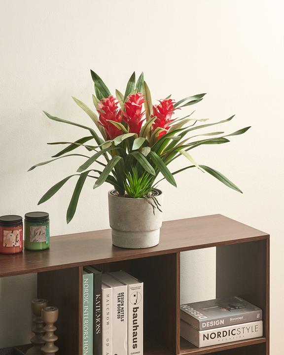 Produktbild Beliani Guzmania Atilla (50 cm)