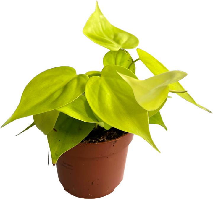 Actual product image Mahaloplants Philodendron micans lime (20 cm)