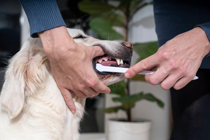Immagine prodotto Virbac Zahnpasta (Cane, Gatto)