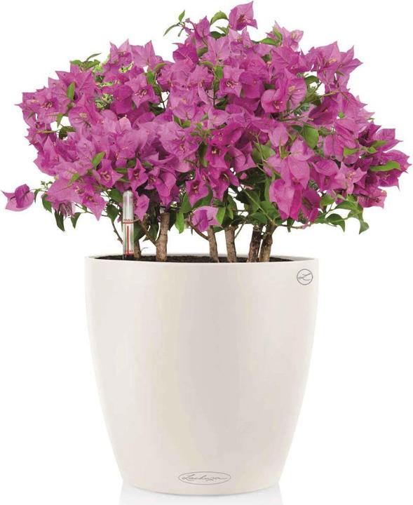 Immagine prodotto Lechuza Classico Color (27.50 cm)