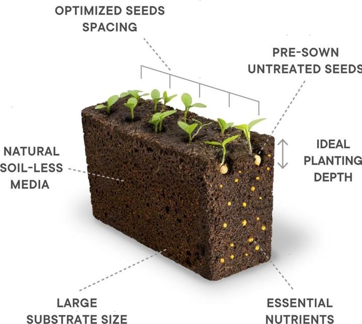 Produktbild Véritable Bio-Koriander (Kräutersamen)