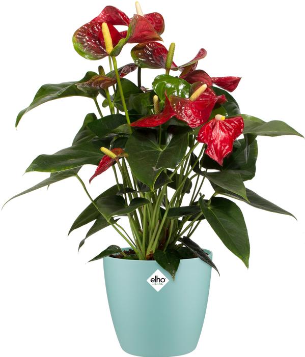 Produktbild Elho Blumentopf (14 x 12.60 cm)