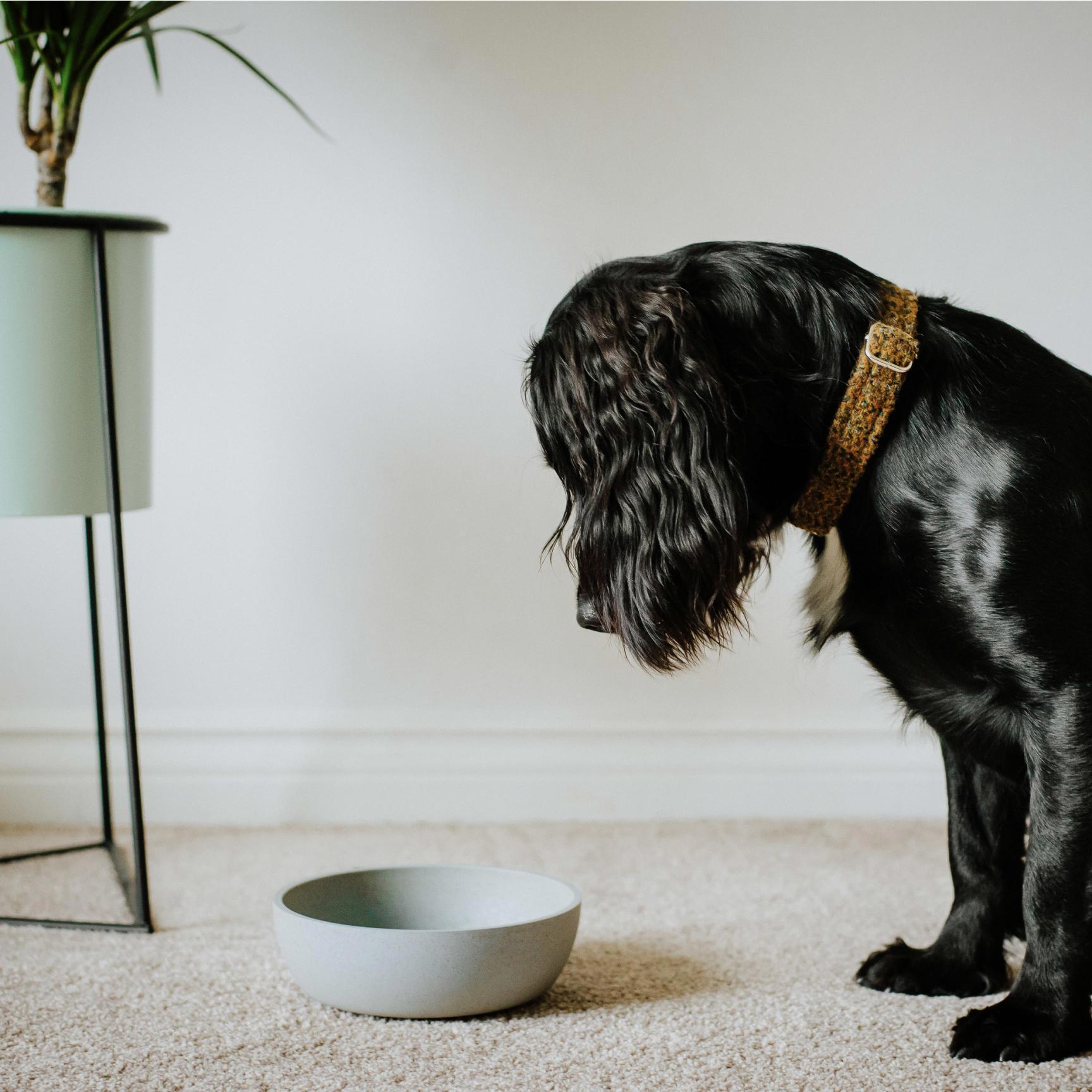 Thumbnail - District 70 Hundenapf Bamboo Dog Bowl (1 l), Futternapf