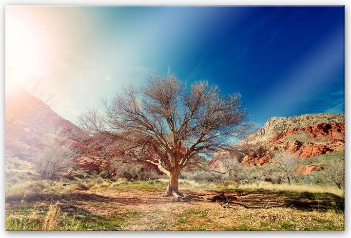 Actual product image Trenddeko Desert Tree (120 x 75 cm)