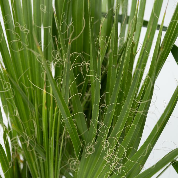 Produktbild Plant in a Box Phoenix canariensis, Yucca Elephantipes, Washingtonia Robusta - 3er Mischung Innenraum Palme + Poko (50 cm)