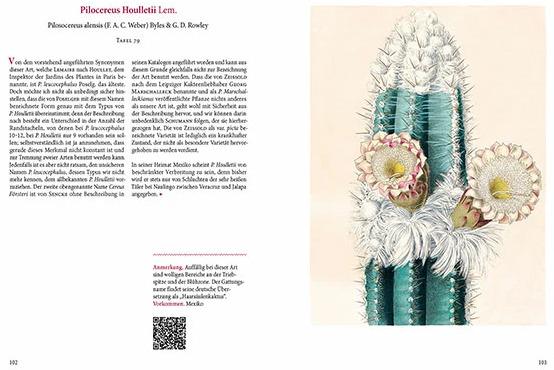 Image du produit Cactus en fleurs (2.50 cm)