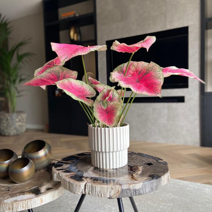 Immagine prodotto Plant in a Box Caladium - (60 cm)