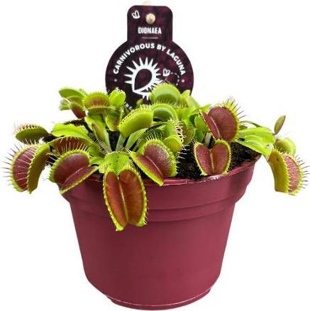 Plantlovers Dionaea muscipula (Venusfliegenfalle) (20 cm, Tierfreundlich)