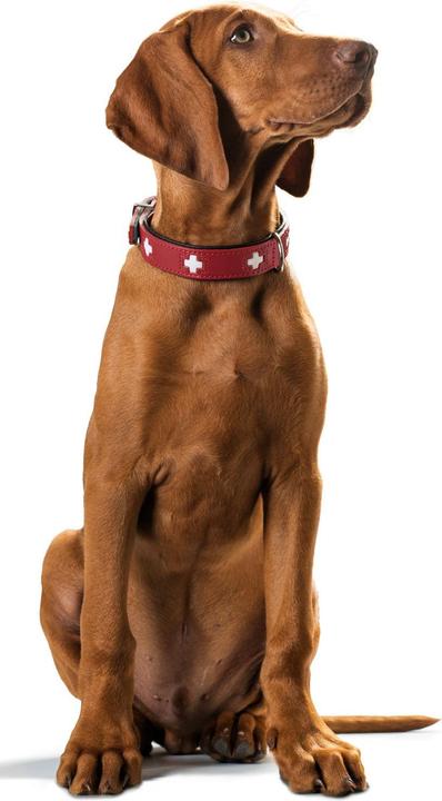 Productafbeelding Hunter Swiss (Hond, Hondensport)