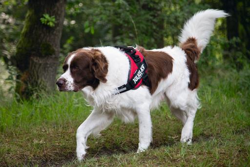 Productafbeelding Julius-K9 IDC-voedingsharnas (2, Hond, Algemeen)