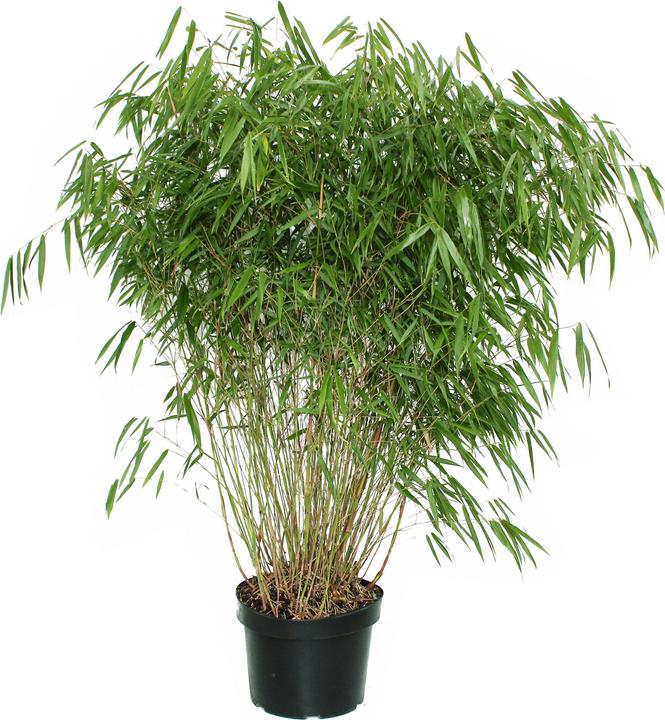 Zulauf Garten-Bambus / Fargesia sca. 'Asian Wonder' (100 cm)