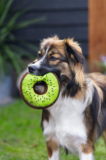 Image du produit Beeztees Seestern (Jouet d'occupation chien)