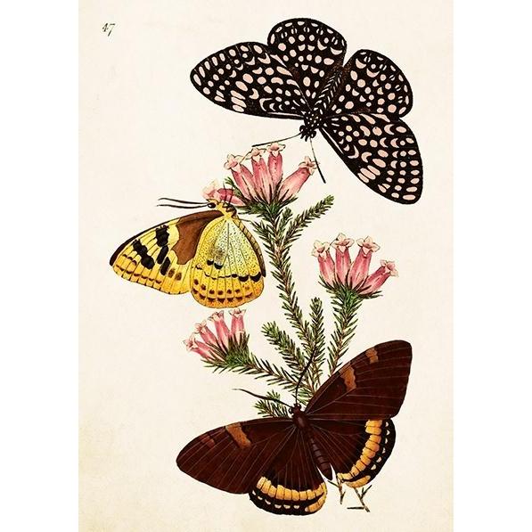 Sköna Ting, Biglietto di auguri + Carta da lettere, ST495 B6-Karte + Schmetterlingsumschlag