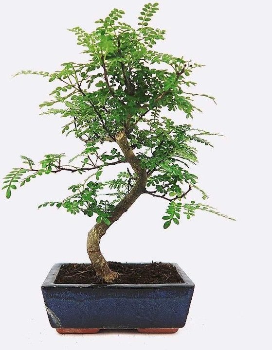 Actual product image Bonsai.ch Zanthoxylum Szechuan pepper