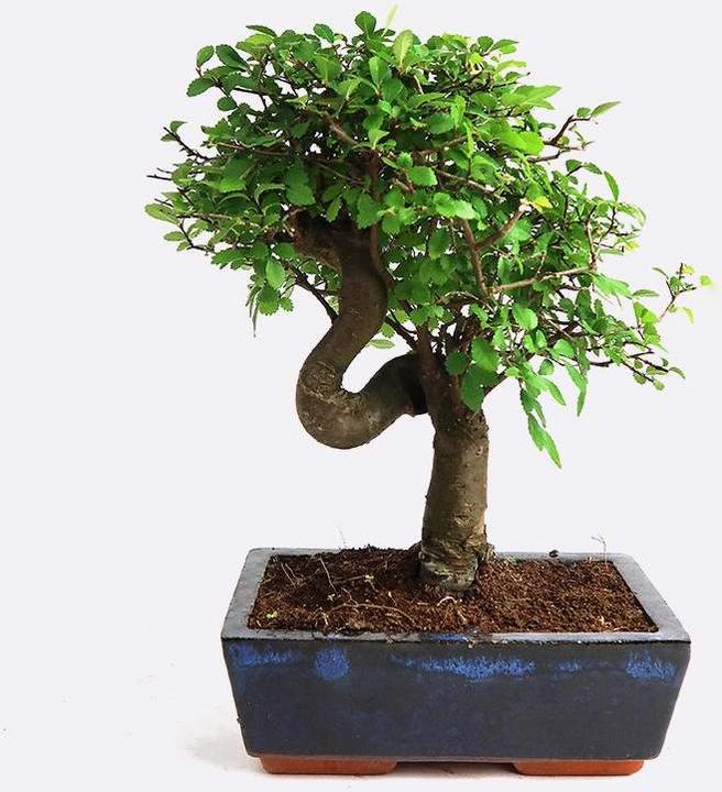Immagine prodotto Bonsai.ch Ulmus Chinesische Ulme