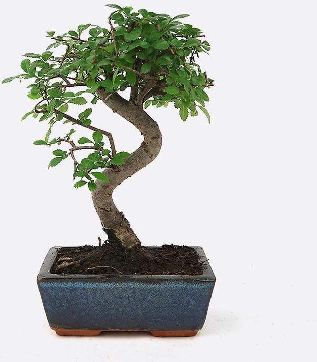 Immagine prodotto Bonsai.ch Ulmus Chinesische Ulme
