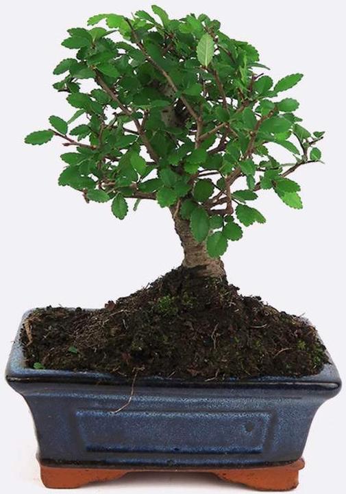 Actual product image Bonsai.ch Pseudolarix golden lark (23.50 cm)