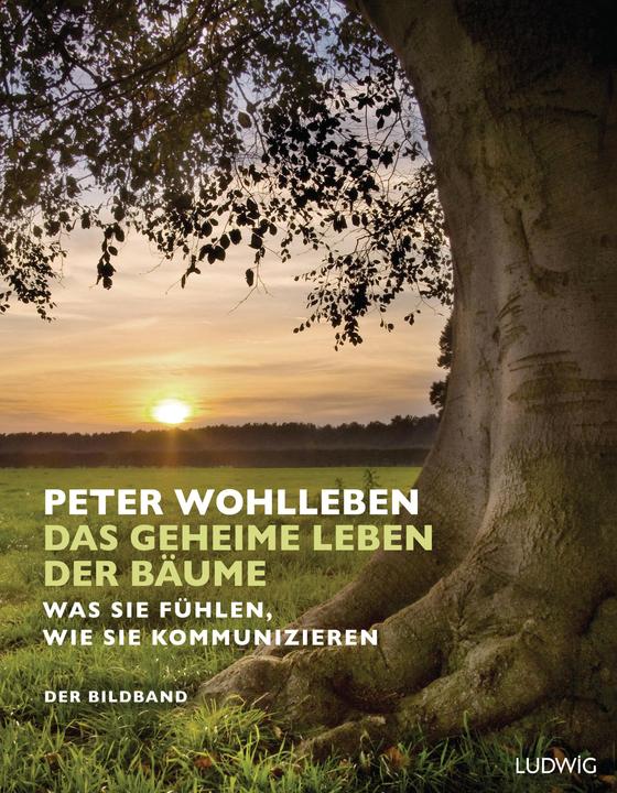 Produktbild Das geheime Leben der Bäume (Deutsch, Peter Wohlleben, 2016)