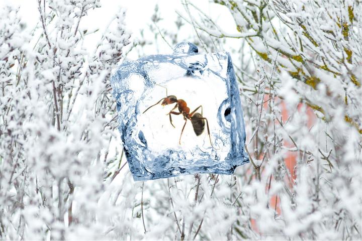 Produktbild Swissinno Insekten Frostspray