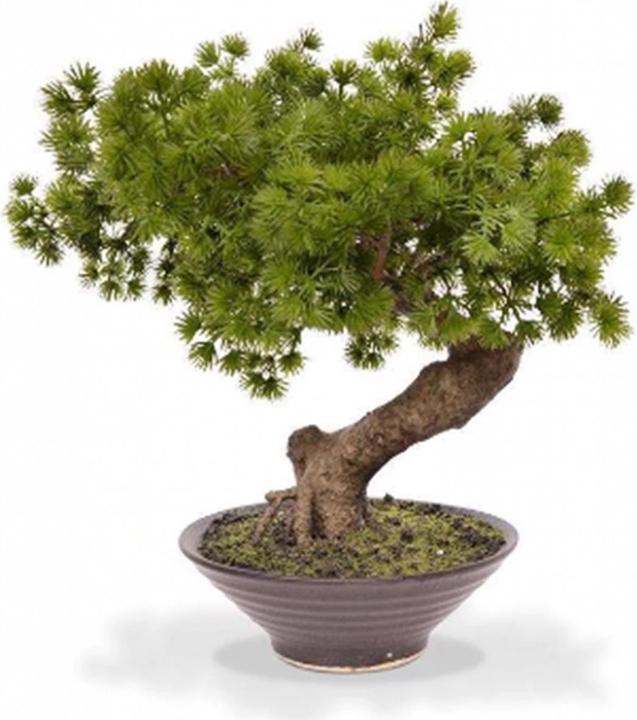 Botanic-Haus Pinus mit Schale (50 cm)