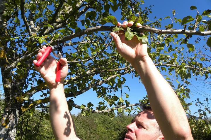 Actual product image Felco 12 Gartenschere