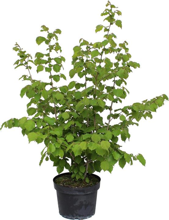 Zulauf Haselnussstrauch / Corylus avellana (100 cm)