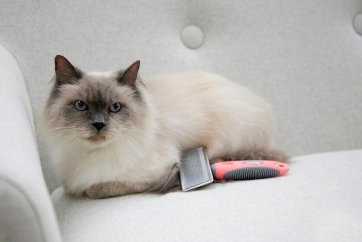 Produktbild Kerbl Softzupfbürste (Katze)