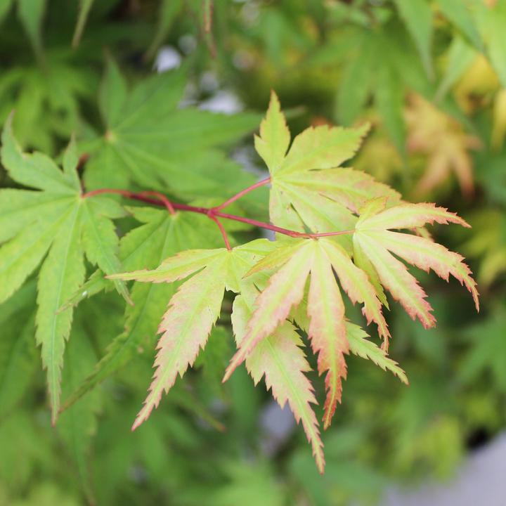 Immagine prodotto Zulauf Japanischer Fächer-Ahorn / Acer palmatum 'Osakazuki' (80 cm)