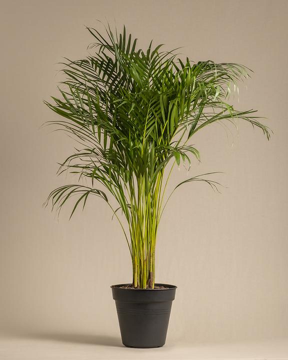 feey Goldfruchtpalme XL (115 cm, Frisch umgetopft)