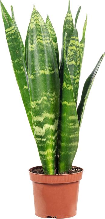 Flowerbox Bogenhanf - Sansevieria trif. Black Coral
