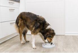 Image du produit Trixie Slow Feeding, gamelle, pour un chien (0.45 l)