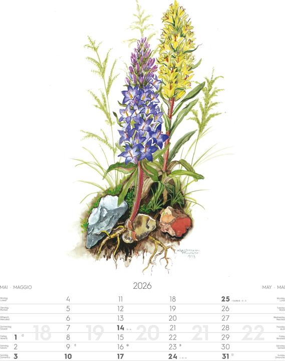 Produktbild Alpenblumen-AquarelleKalender2026