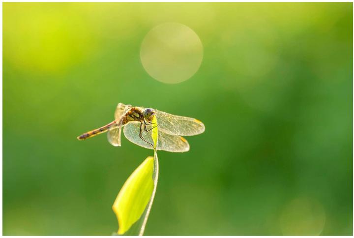 Produktbild Sigma 105mm f/2.8 DG DN Macro Art, Sony E (Sony E, Vollformat)