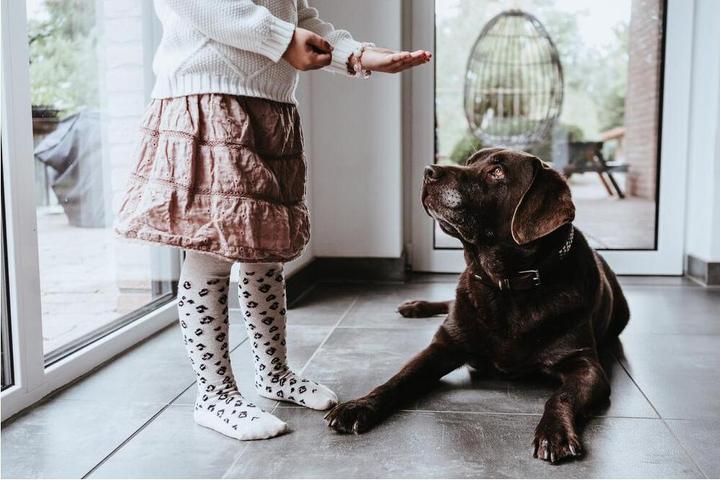 Actual product image Hunter Arizona Up Black for dogs 32 (32, Dog, General)