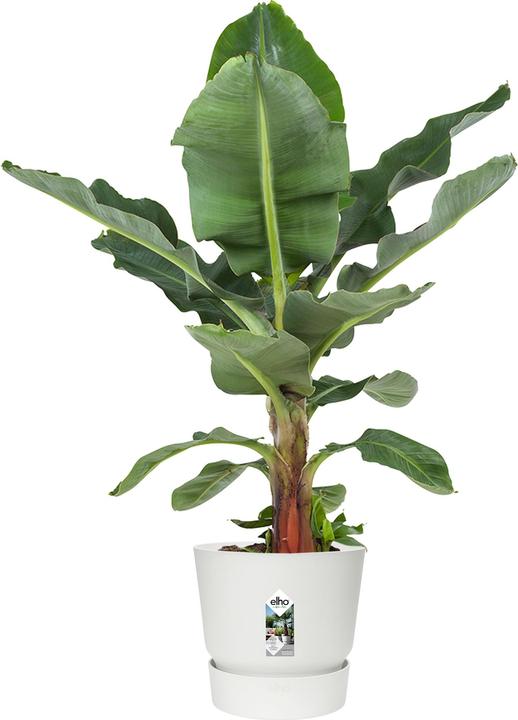 Produktbild Elho Greenville (47 cm)