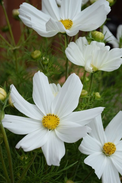 Produktbild Säntispracht Die Kosmee, unser langblühender Sommerhit - Cosmos bipinnatus 'Sonata White' (80 cm)