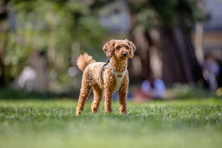 Actual product image Curli Vest dog harness Alpine Clasp light grey M (M, Dog, General)