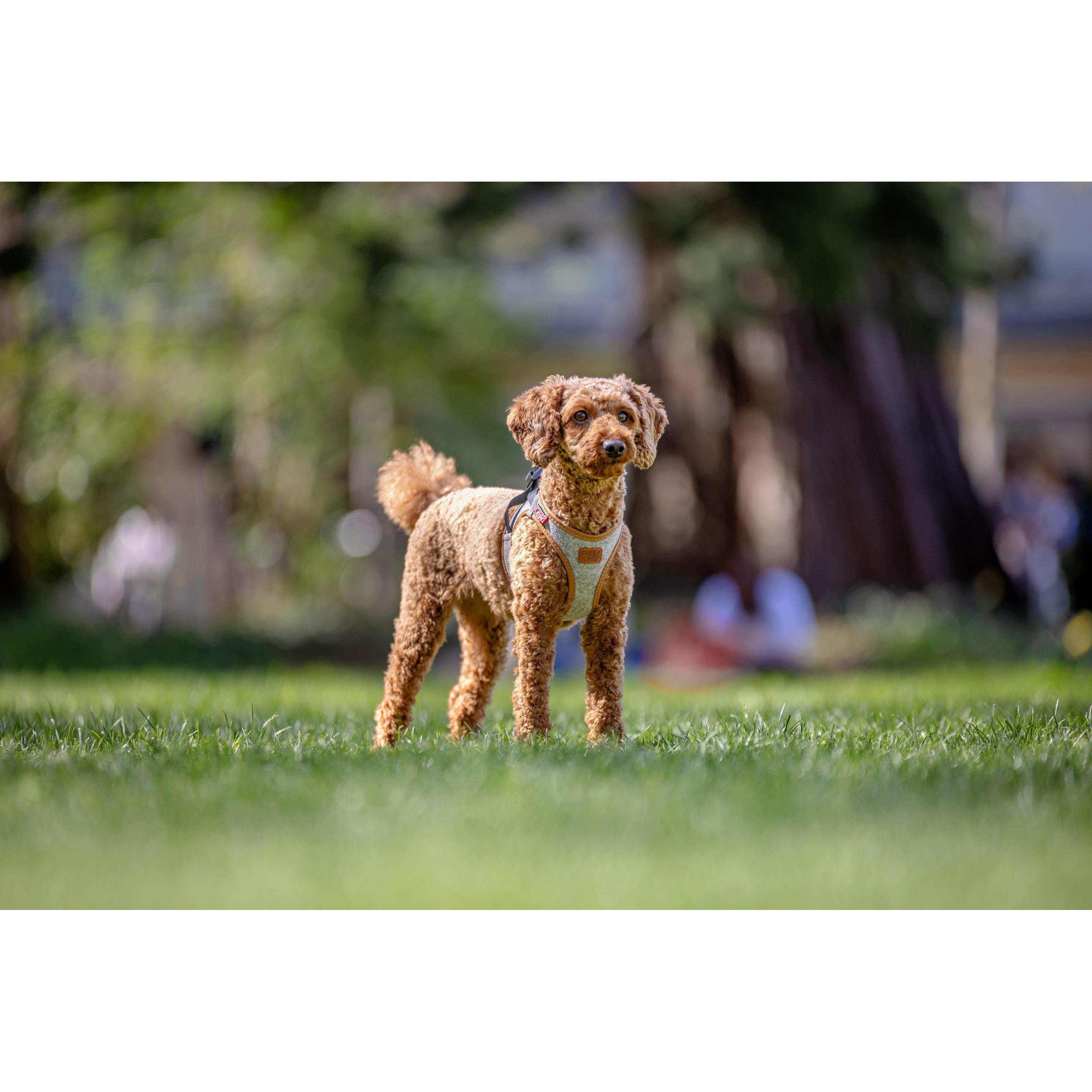 Curli Vest harnais Alpine Clasp, gris clair Gr. XS : 33,9 - 38,2cm chien