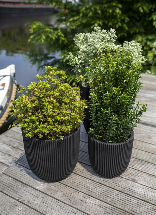 Produktbild Capi Morgan (43 x 41 cm)