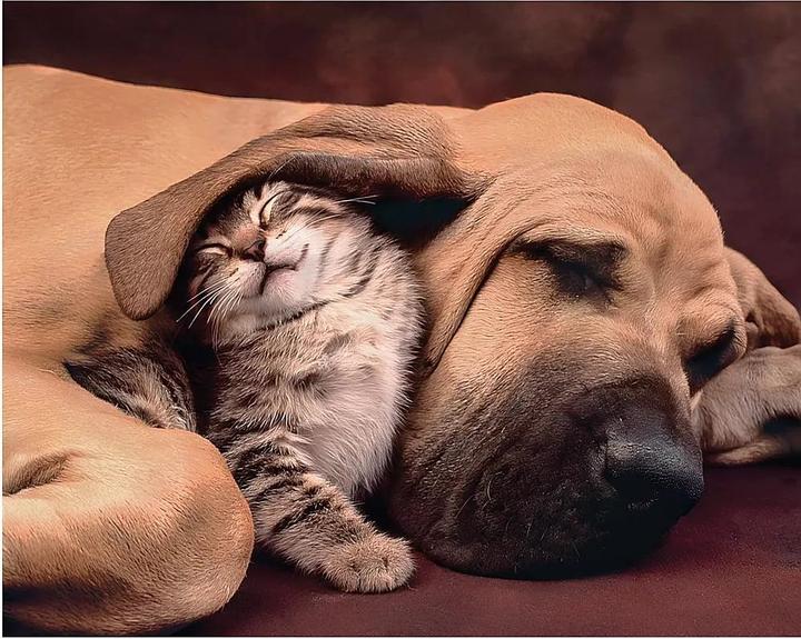 Produktbild Clementoni Hund & Katze (500 Teile)