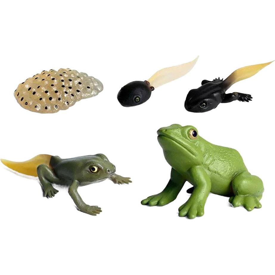 Lebenszyklus-Frosch-Spielzeugfiguren-Set