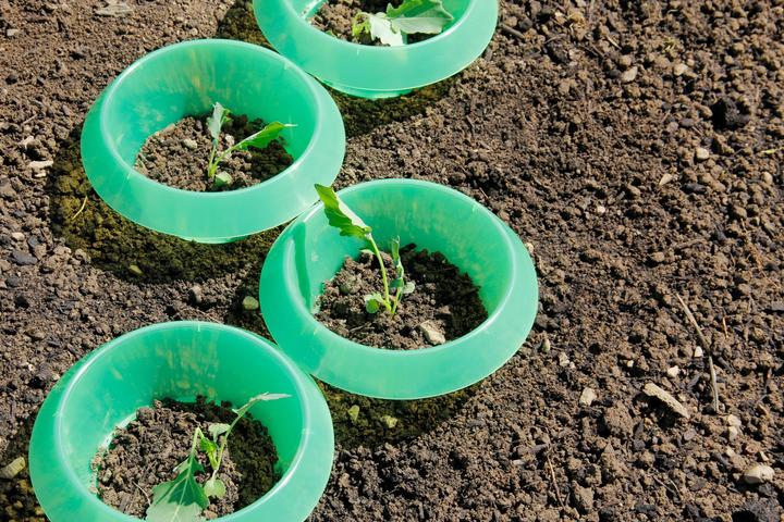 Image du produit Andermatt Biogarten Stop limace PP 12 pièces