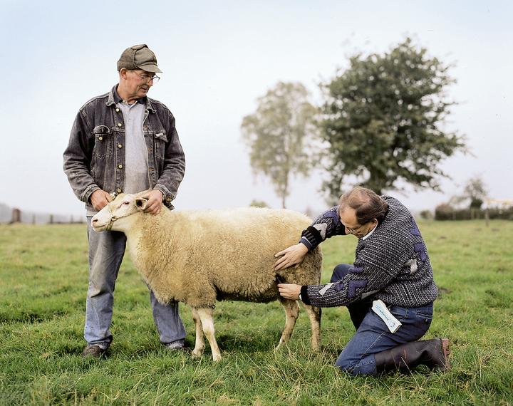 Productafbeelding Kerbl HK Zwangerschapsdiagnoseapparaat voor schapen en geiten