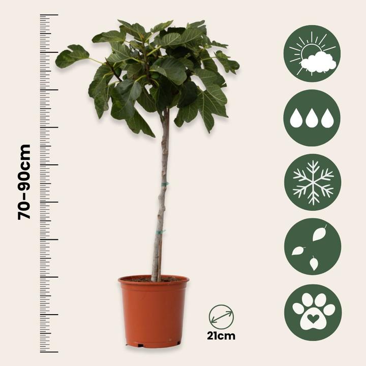 Actual product image Plant in a Box Ficus Carica - Fig tree (70 cm)