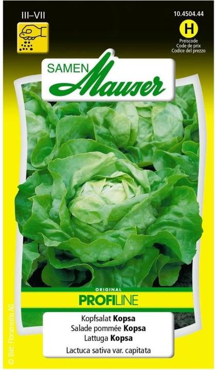 Actual product image Samen Mauser Lettuce Kopsa Profiline (Vegetable seeds)