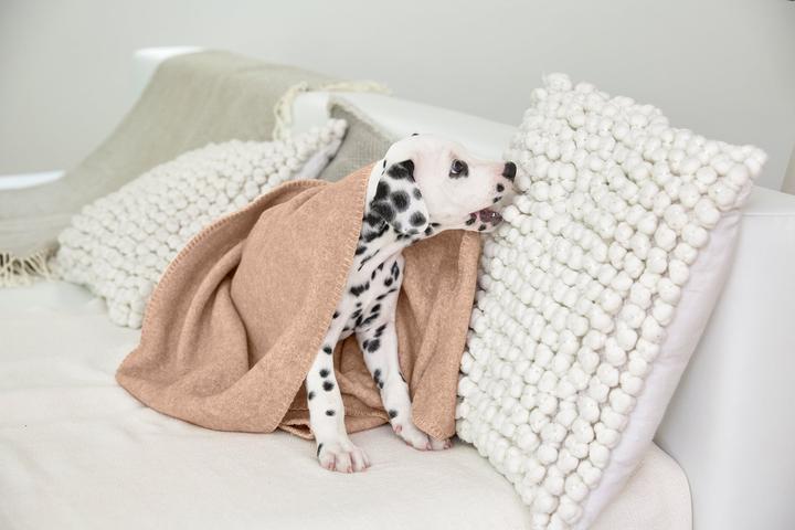 Produktbild Palopa Mathilda (Hund)